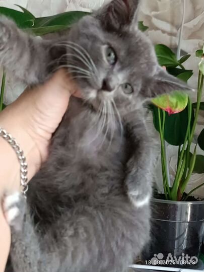 Котенок мальчик