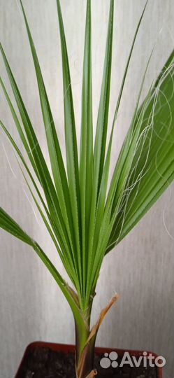 Пальма Вашингтония