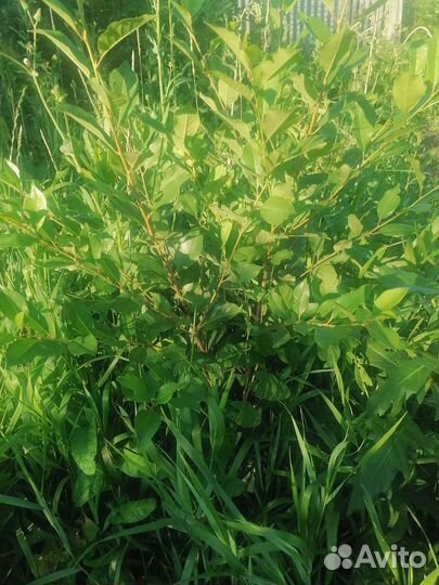 Саженцы вишни