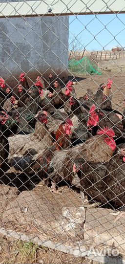 Цыплята породистые помесь воз 3 мес