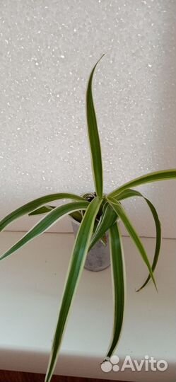 Хлорофитум Лаксум
