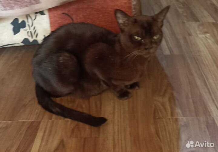 Нашлась кошка