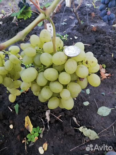 Черенки винограда