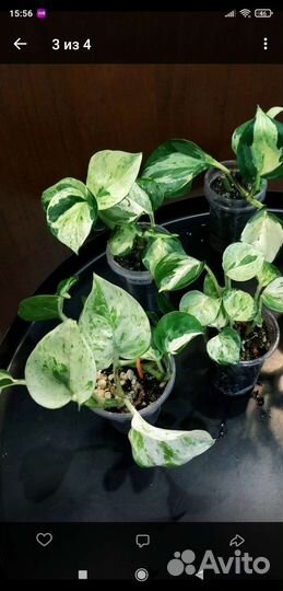 Эпипремнум марбл эппл (epipremnum marble apple)