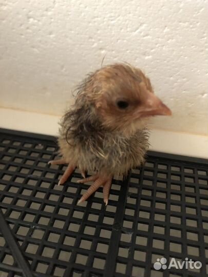 Цыплята Орпингтона золотоокаймленного