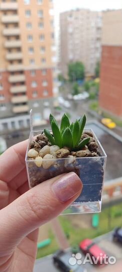 Гибриды хавортий сеянцы домашнего опыления