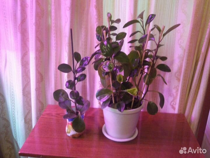 Пеперомия вариегатная