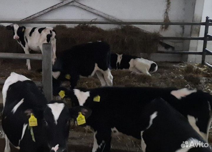 Бычки и телята