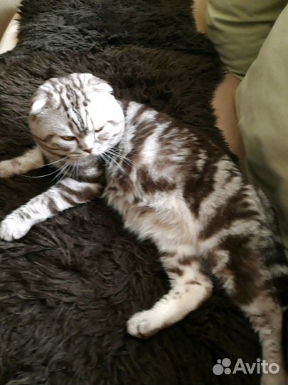 Шотландский вислоухий породистый кот на вязку
