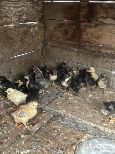 Цыплята