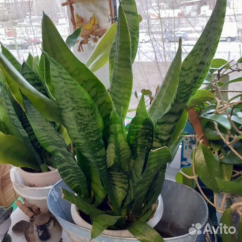 Сансевьера