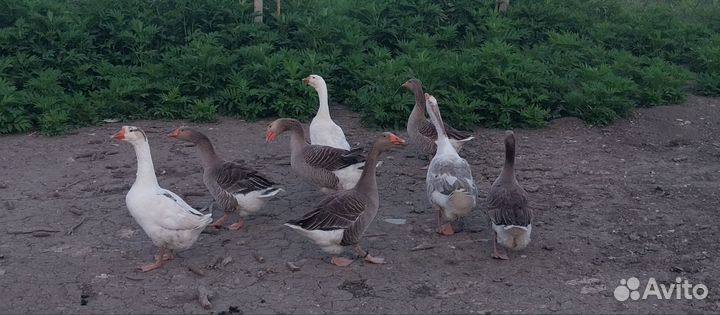 Гуси на племя