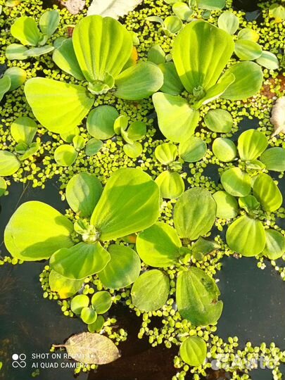 Пистия,камышь зебрино