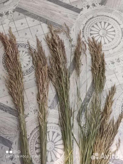 Букет из Сухоцветов