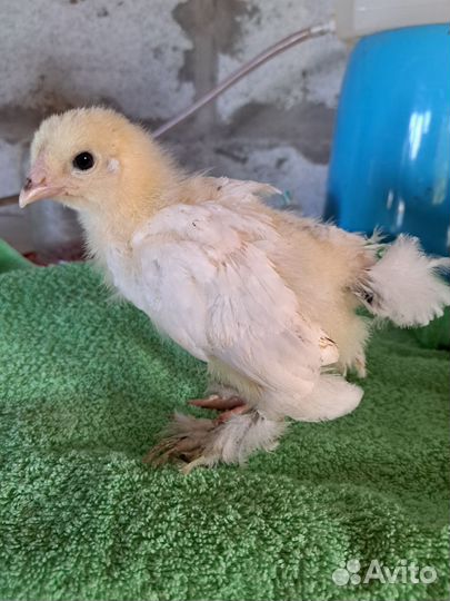 Цыплята