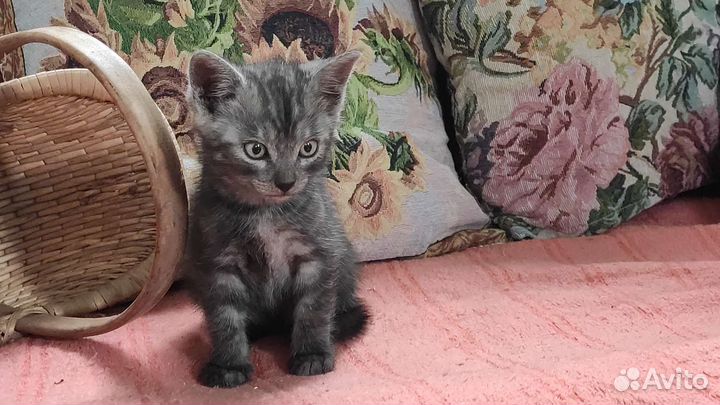 Дымчатый котёнок (мальчик) Триша