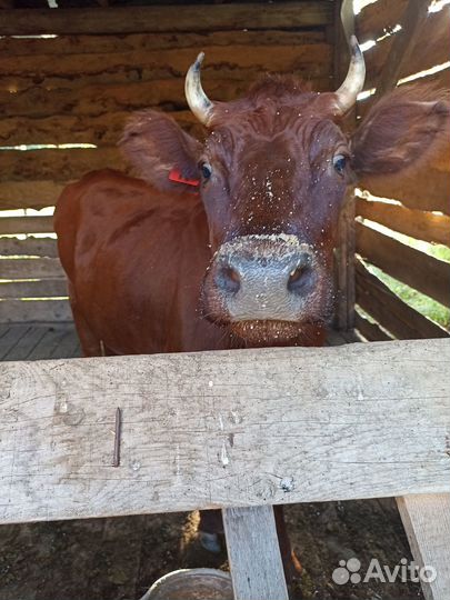 Продам корову и телку