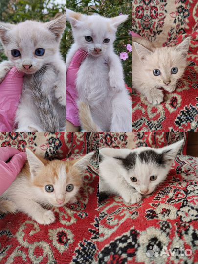 Котята в добрые руки