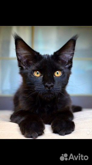 Полидакты и классики котята и вязка