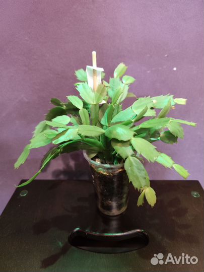 Декабрист Шлюмбергера