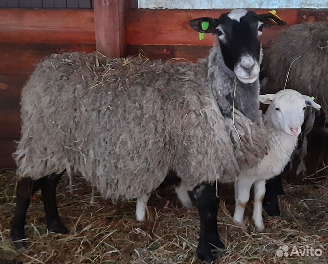 Романовские овцы