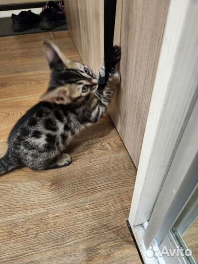 Котята бенгалы