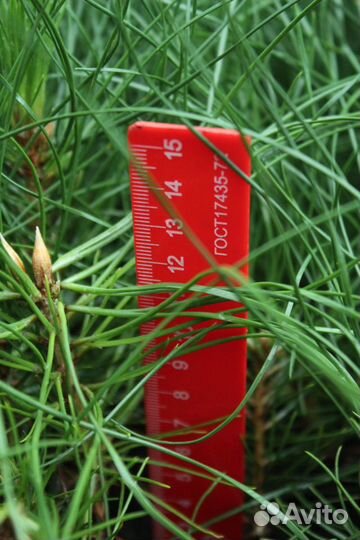 Сосна крымская