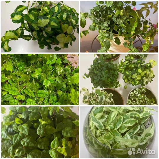 Фикусы сортовые