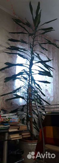 Юкка или драцена