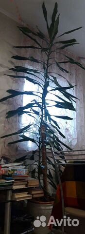 Юкка или драцена