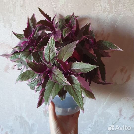 Гинура вариегатная