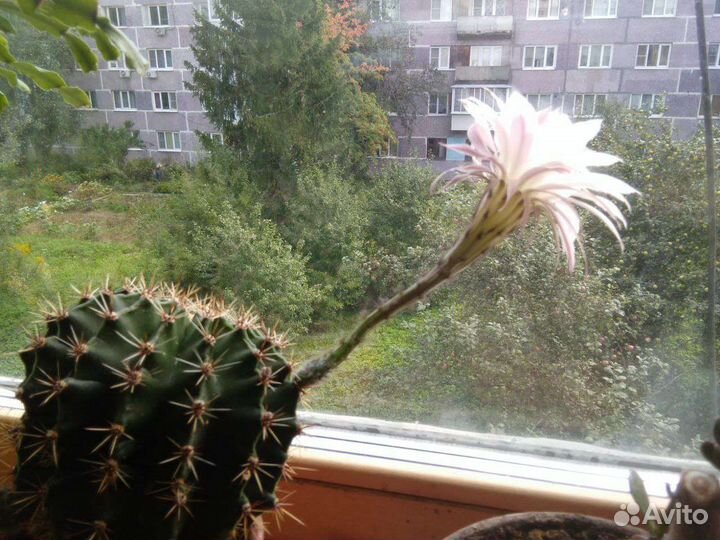 Кактусы и суккуленты
