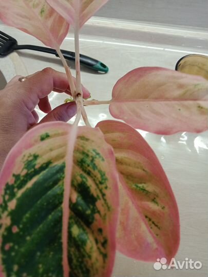 Аглаонема Салмон Фентази