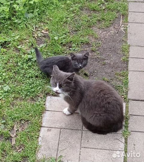 Котята в добрые руки