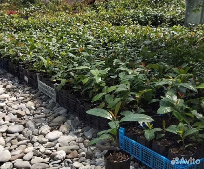 Лавровишня для изгороди