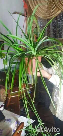 Хлорофитум