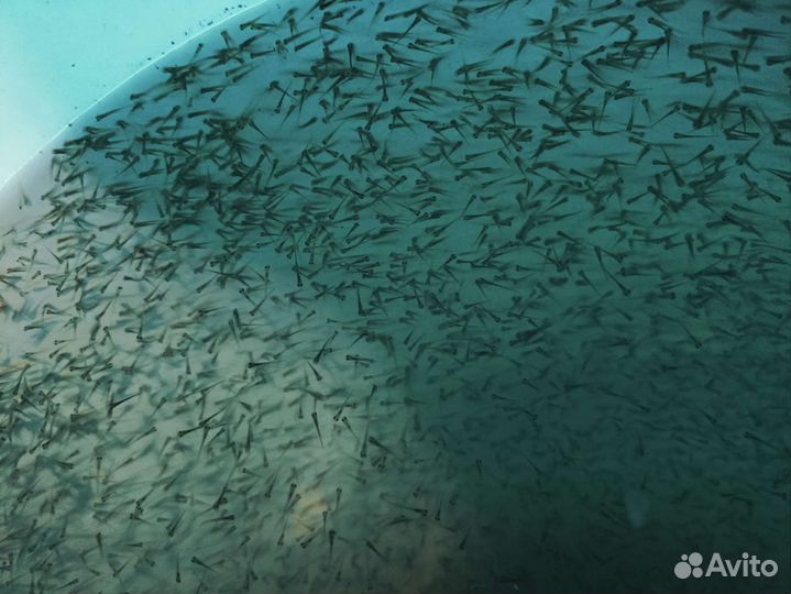 Зарыбление личинка малек карп живая рыба