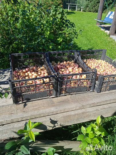 Лук севок озимый