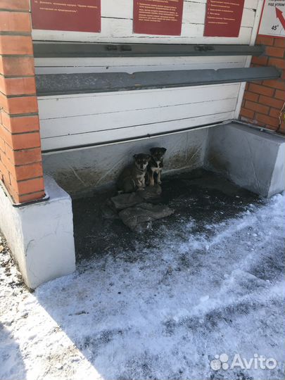 Пристраиваются щенки