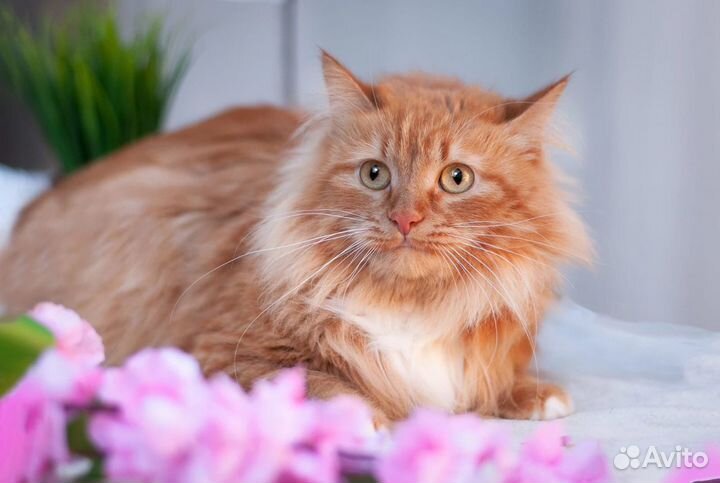 Кошка Лиса в добрые руки