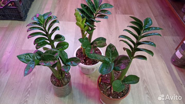 Замиокулькас Зензи