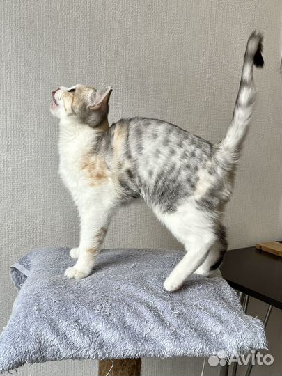 Котенок девочка ищет дом