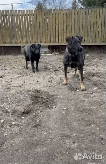 Собаки из приюта ищут дом и ждут