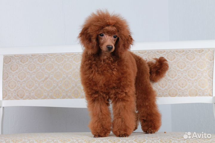 Щенки пуделя