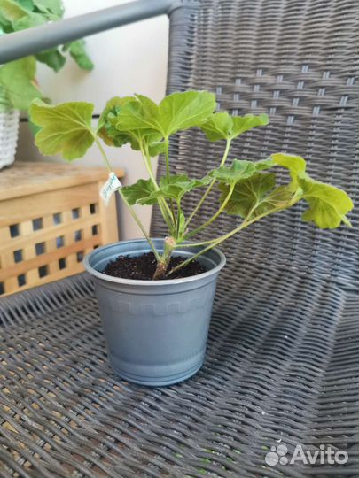 Пеларгония герань