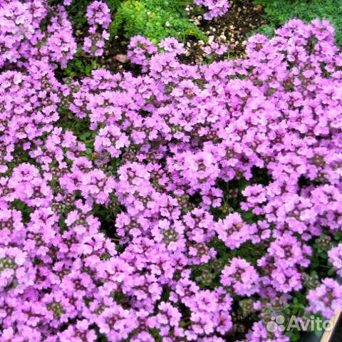 Тимьян (Чабрец, Чабер) ползучий Pink Chintz Саженц