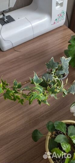 Комнатные цветы