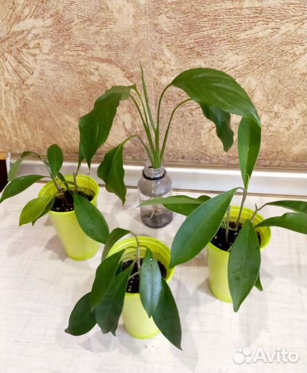 Фикус Бенджамина,спатифиллум (растишки)