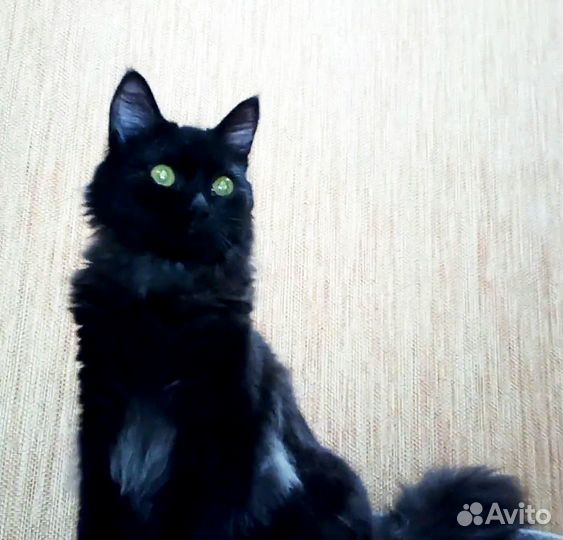 Потерялся котик