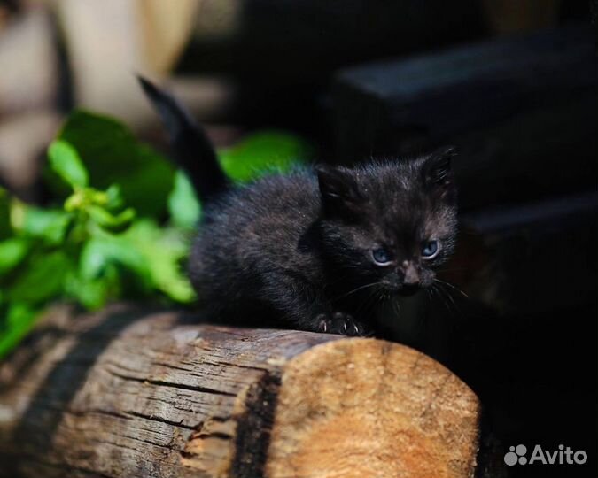 Котенок девочка черная тучка